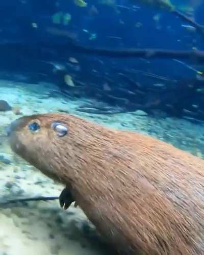 Really cool footage of a capybara running underwater. Filmed by @fernando_maydana on Instagram.