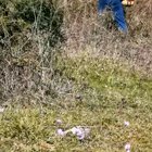 Košenje trave, selo u okolici Zadra