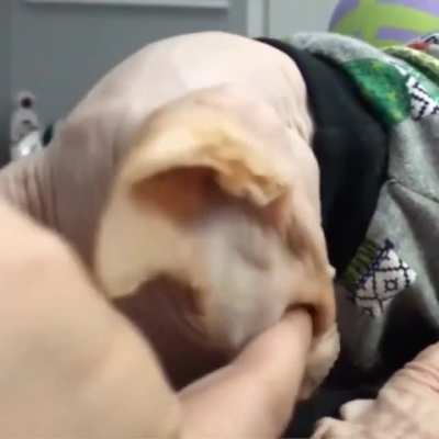Scritch scrotch
