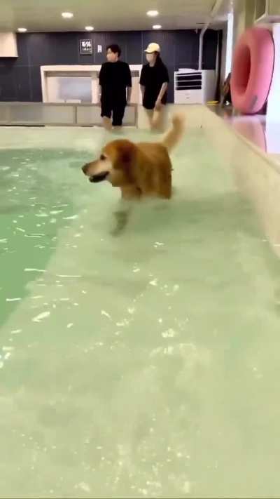 Happy doggo