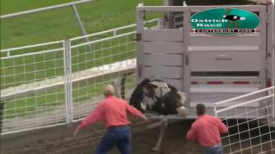 Ostrich racing