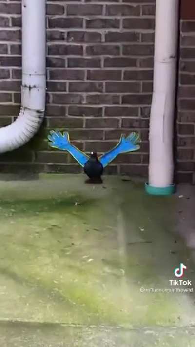 Are bird influencers real‽
