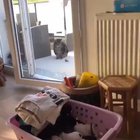 cat sat