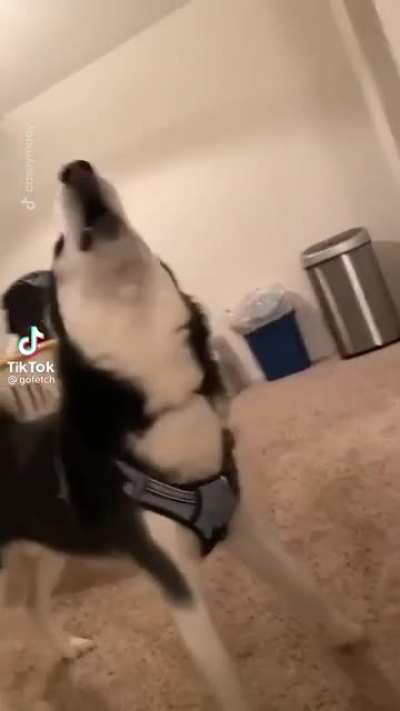 Perfect pitch awoo