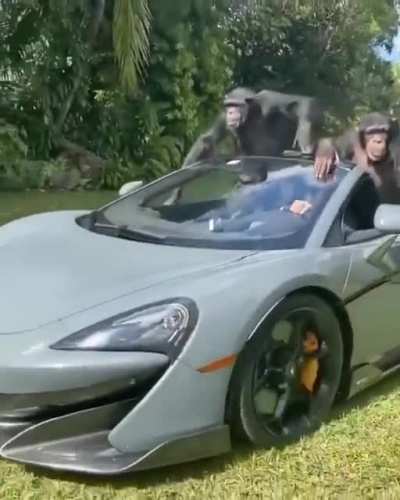 Apes together strong. Mclarens or Foodstamps 💎🤲💎🤲
