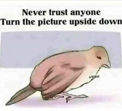 Is it bird or rabbit ?