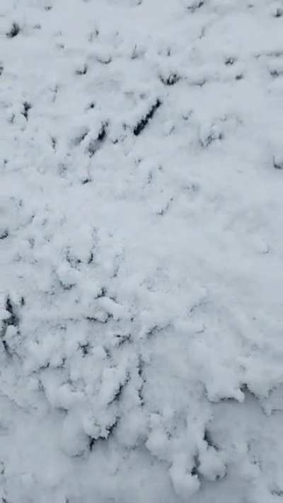 So it snowed in England today...
