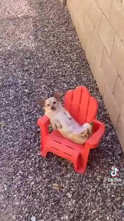 Beware of the Dog!!!🐩🐕