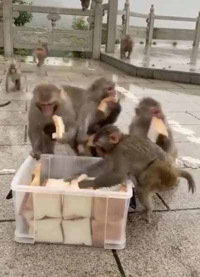 🐵🐵🐵🐵🐵