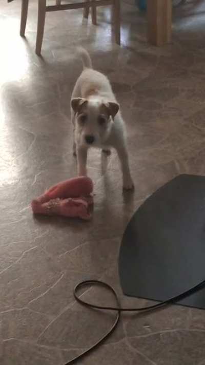Abrupt pupper