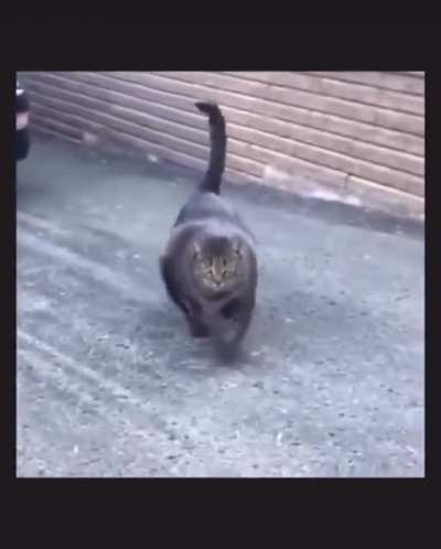 Terror cat