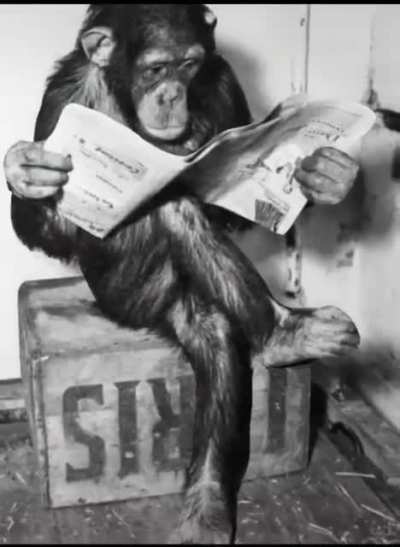 Monke drip time