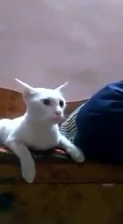 Cat noises and Yoga