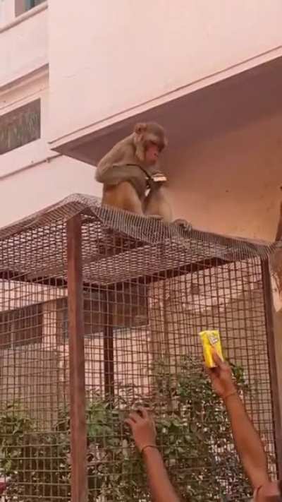Dumbest monke in endia
