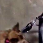 This dog failed every one of his service dog tests, but honestly hes still a very good boy