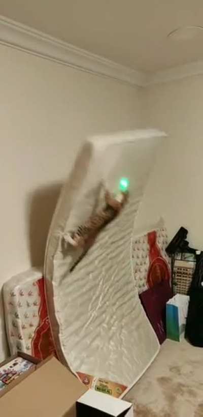 Athletic cat makes an error