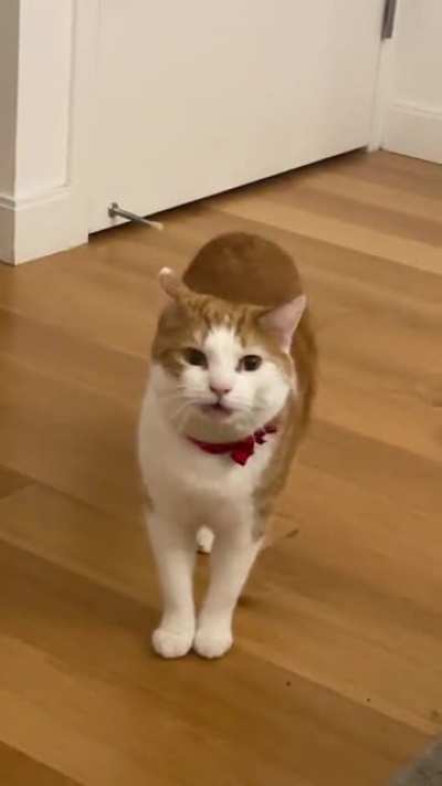 He’s yelling because he dropped his fish taco