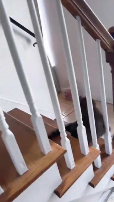 Gatti che esplodono