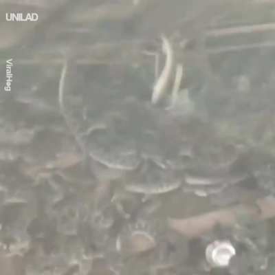 Discovering a rattlesnake den...in your backyard.