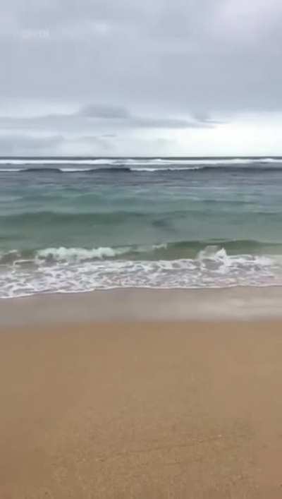No one programmed a response to a fish-out-of-water situation like this one.