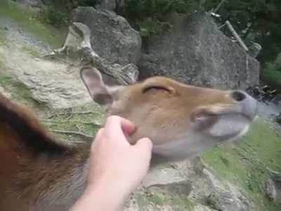 Deer likes it