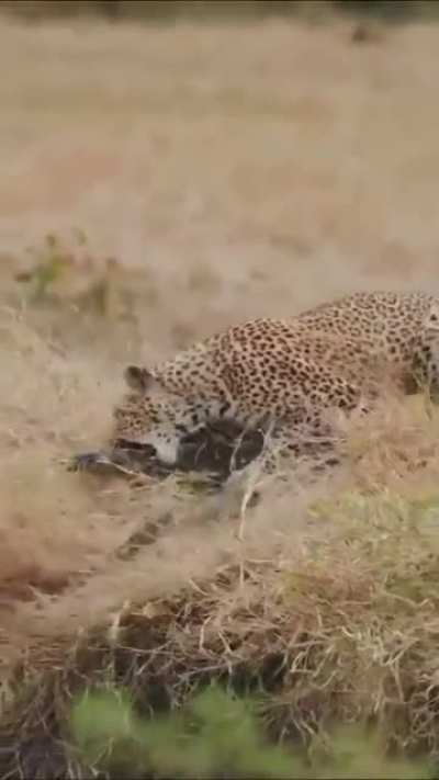 🔥 Leopard snacks on a monitor lizard 🔥