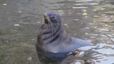 Shy seal. Credits: Lemmino (Teamseas vid)