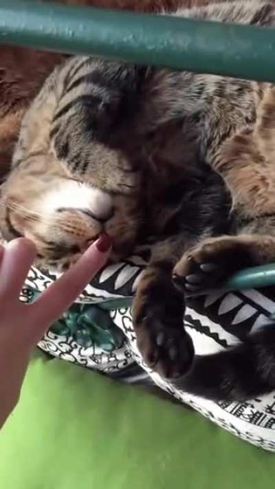 Hos bi vidyo🐈