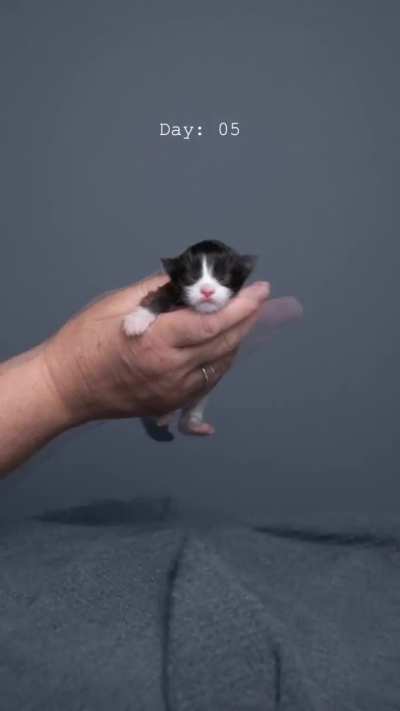 Kitty growing up