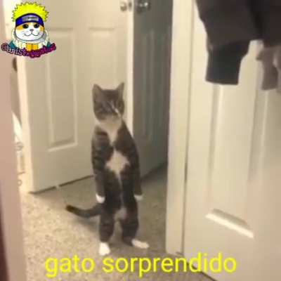 :o