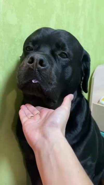 Dog feeling guilty after stealing candy