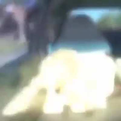 Capybara