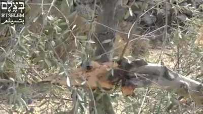 Farmer crying over olive trees somewhere in the middle east