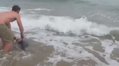 Rescuing a stranded dolphin...