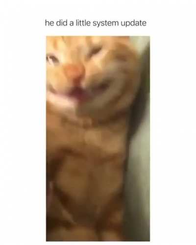 Catnip. Not even once