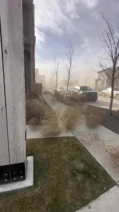 Tumbleweeds