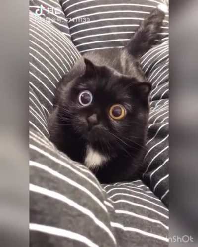 Look at these eyes