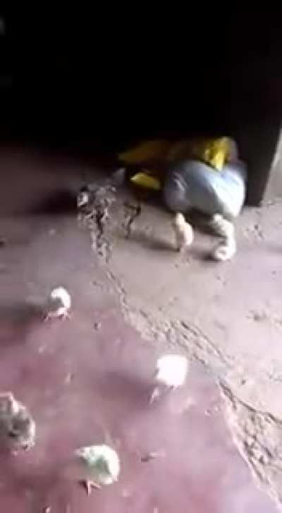 Justice Served: chick edition