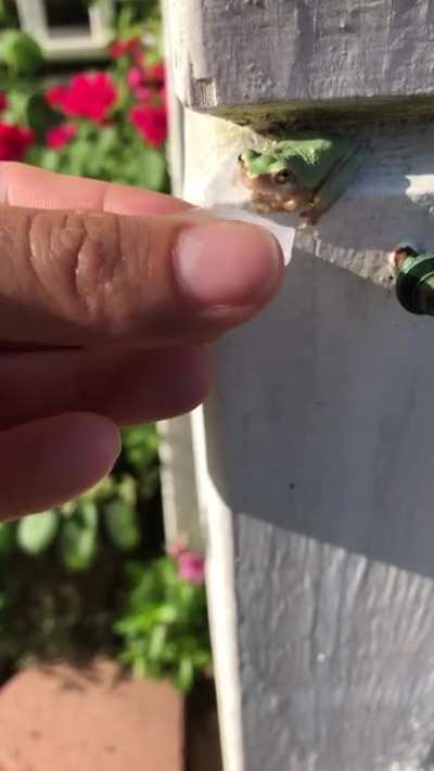 little frog swims