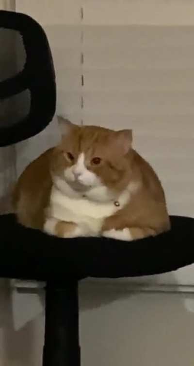 kitty loaf
