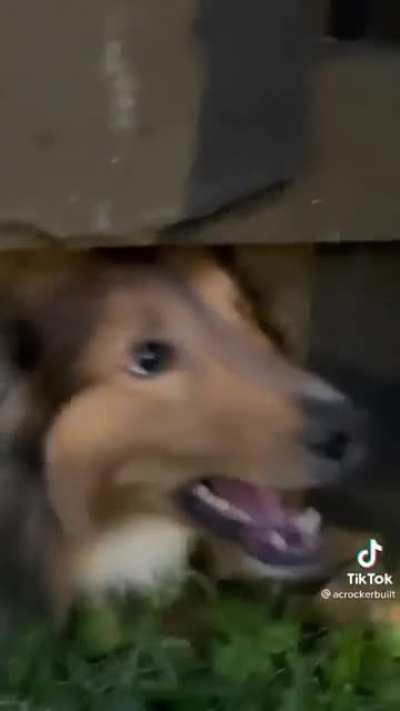 DOG
