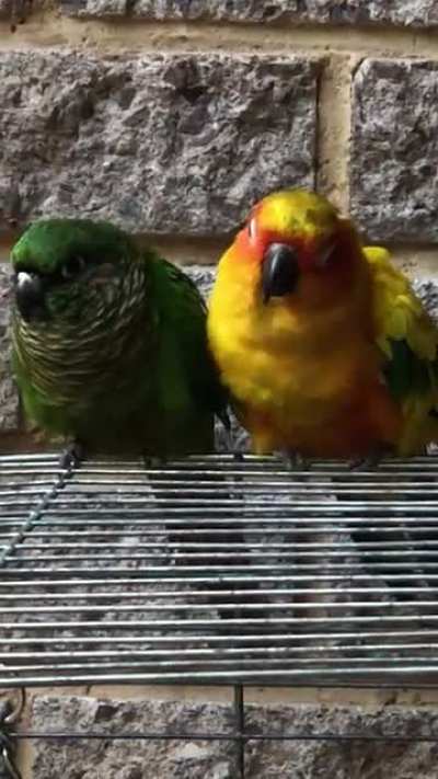 SleepyBirb