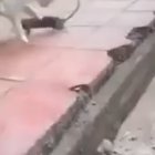 معركة القط والفأر muose 🐁 meow 🐱 2020 arabic idol