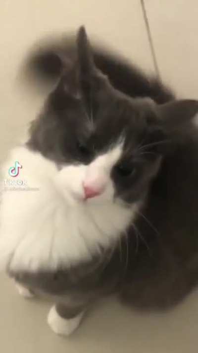 Cat craves violence
