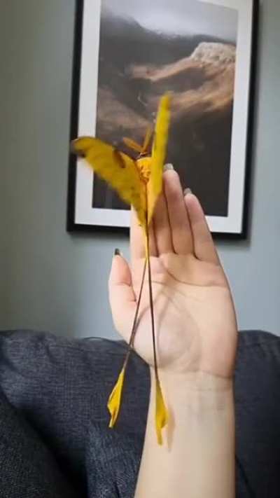 A beauty...