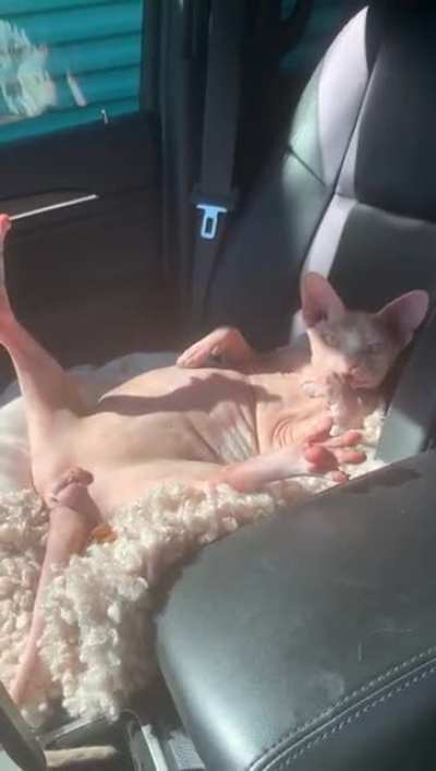 Смелый кот