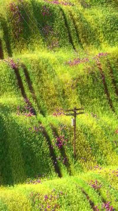 Rolling Fields