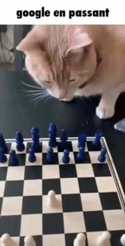 kitty cat posting
