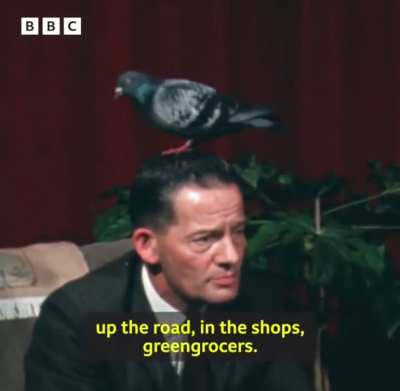 The man with a pigeon on his head
