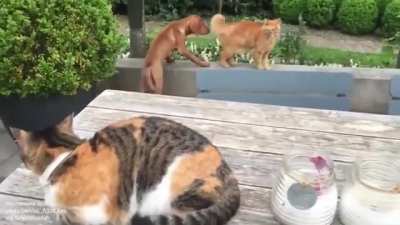 Slapping a puppy